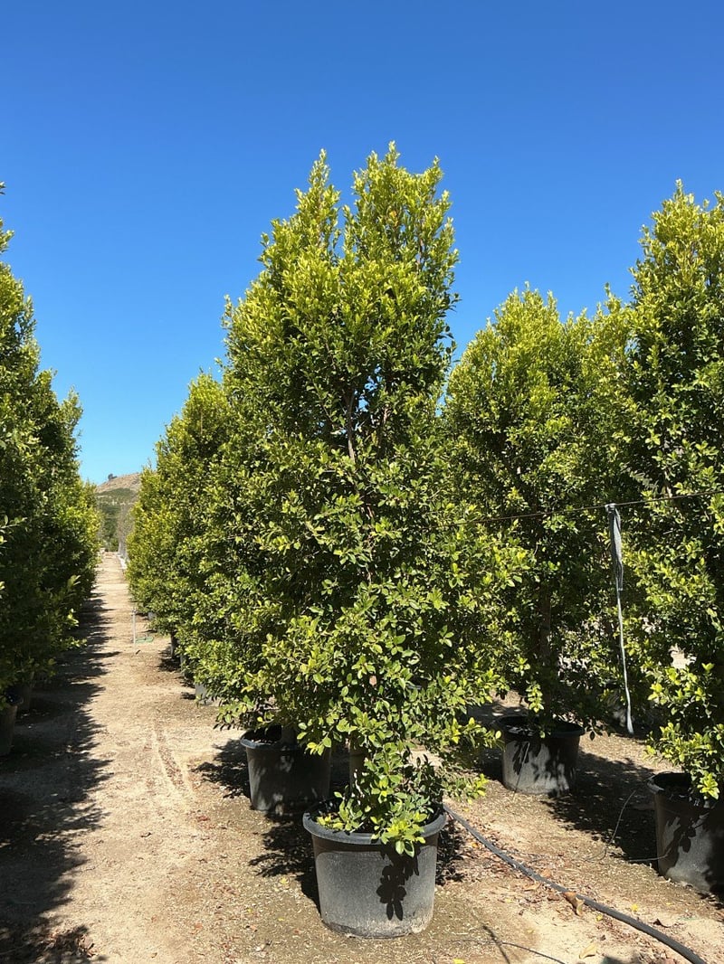 Photo for Ficus microcarpa nitida 'Green Gem' (Column) (Green Gem Fig)