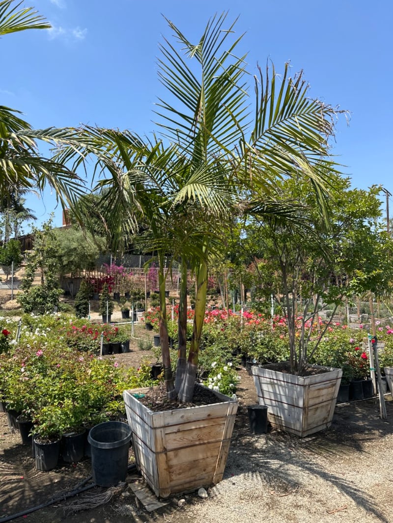 Photo for Archontophoenix cunninghamiana (Multi) (King Palm (Multi))