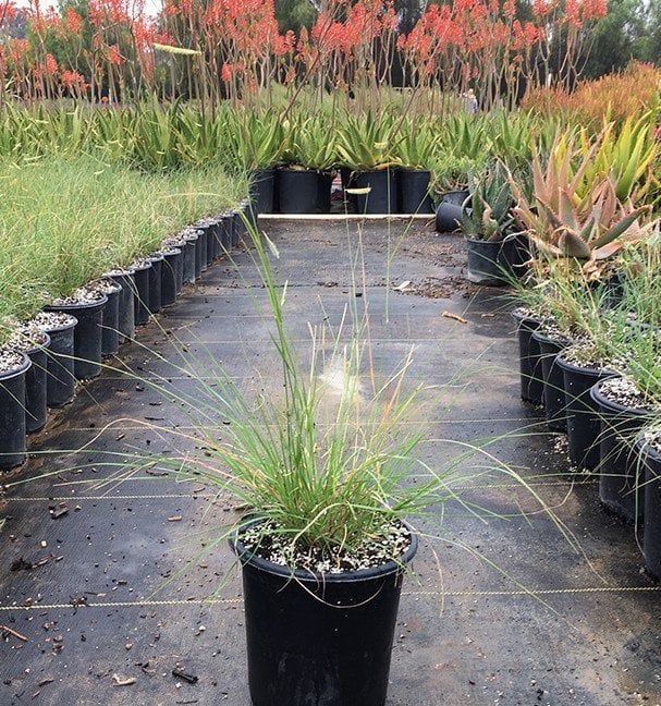 Photo for Bouteloua gracilis 'Blonde Ambition' (Blonde Ambition Blue Grama Grass)