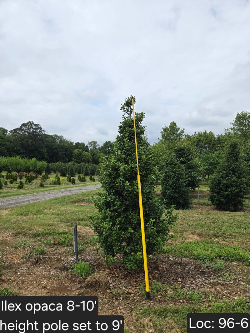 Photo for Ilex opaca (American Holly)