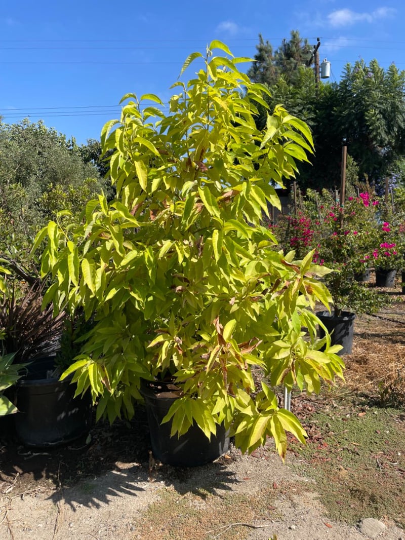 Photo for Michelia champaca 'Alba' (White Fragrant Himalayan Champaca)
