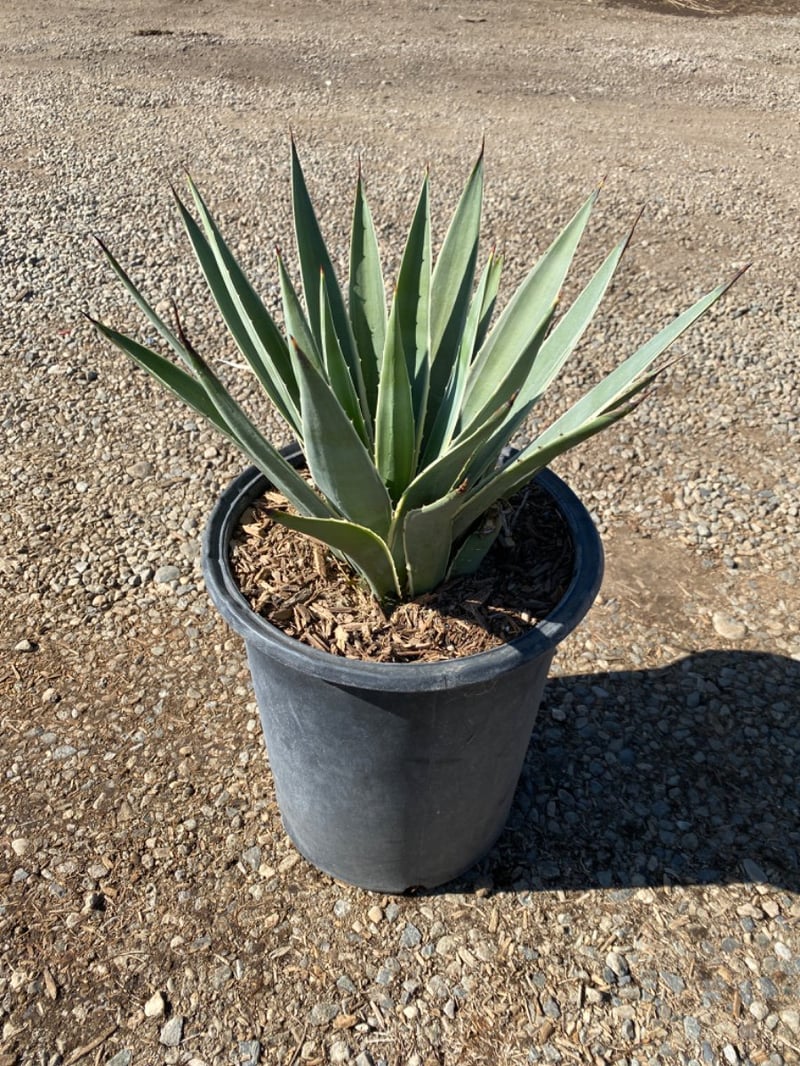 Photo for Agave angustifolia 'Marginata' (Caribbean Agave)