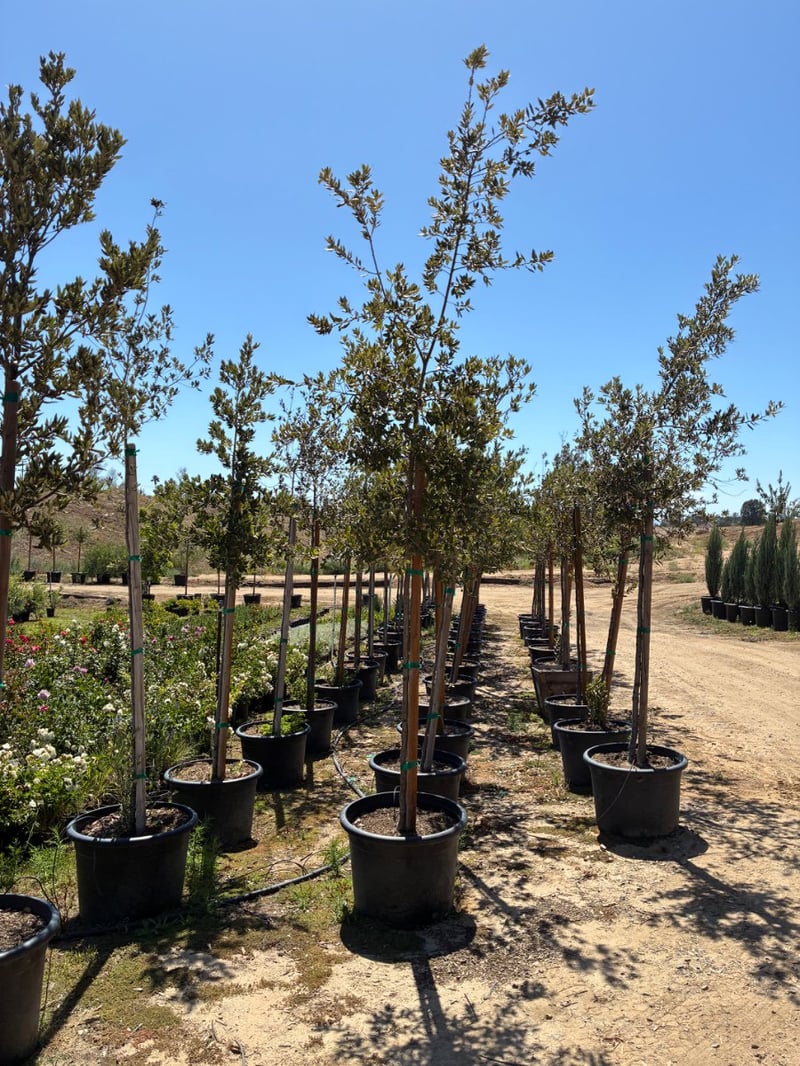 Photo for Quercus ilex (Holly Oak, Holm Oak)