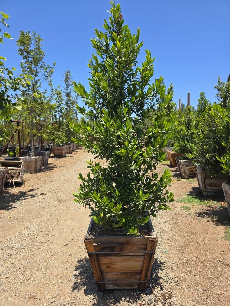 Photo for Prunus caroliniana 'Bright n Tight'  (Bright 'n Tight Carolina Laurel)