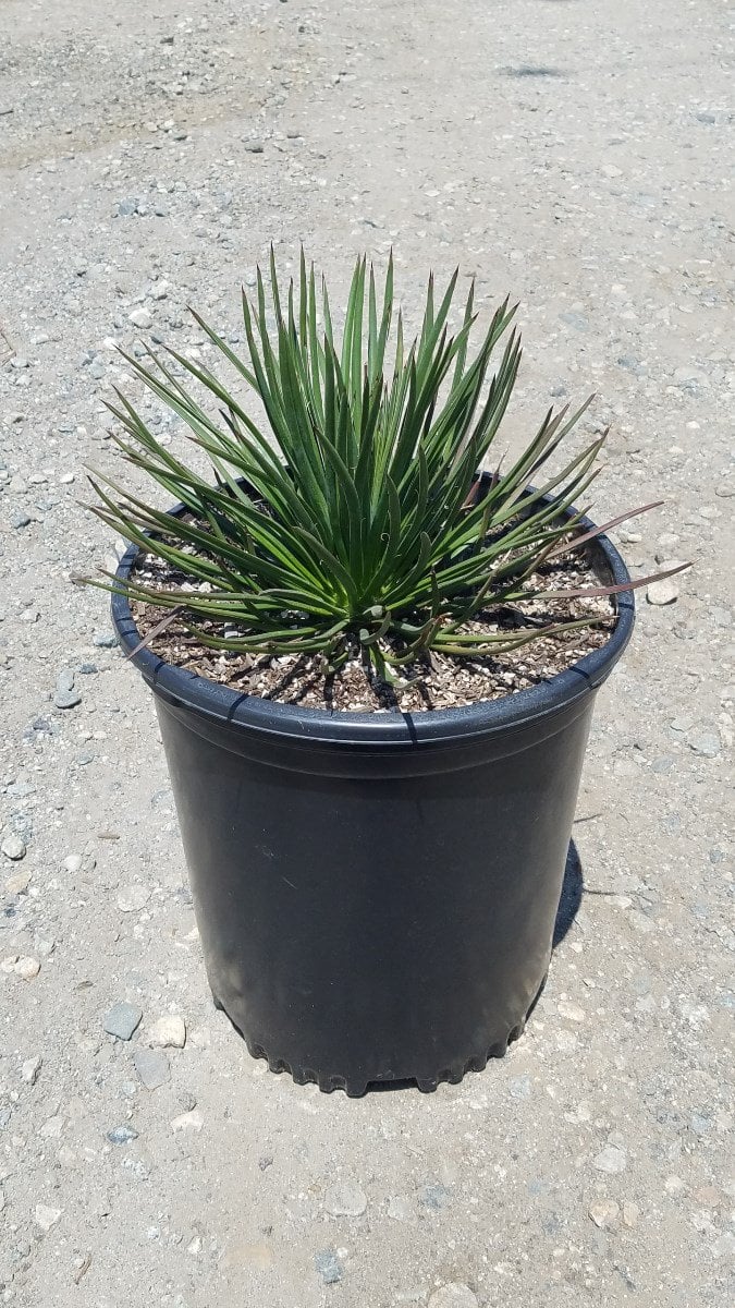 Photo for Agave geminiflora (Twin-flowered Agave)