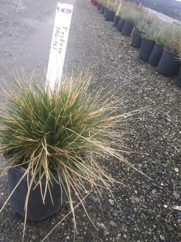 Photo for Festuca mairei (Atlas Fescue)