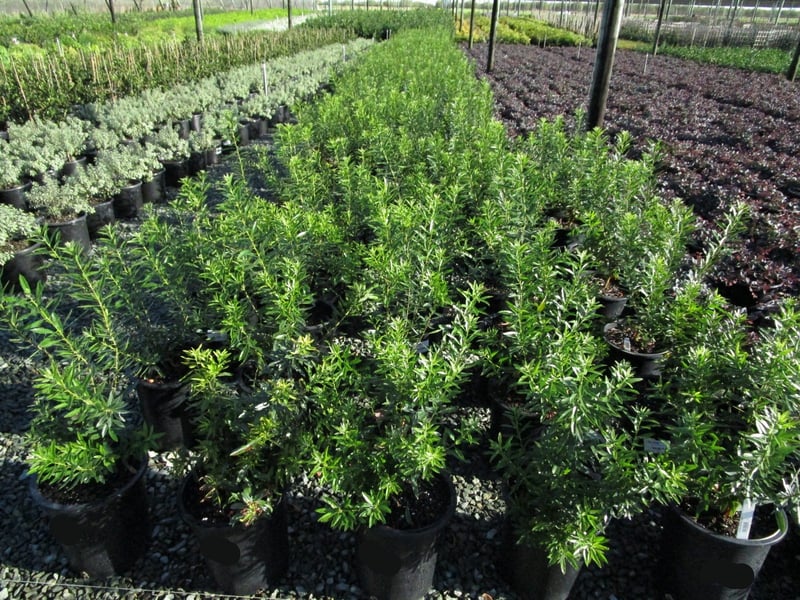 Photo for Myrica californica (Pacific Wax Myrtle)