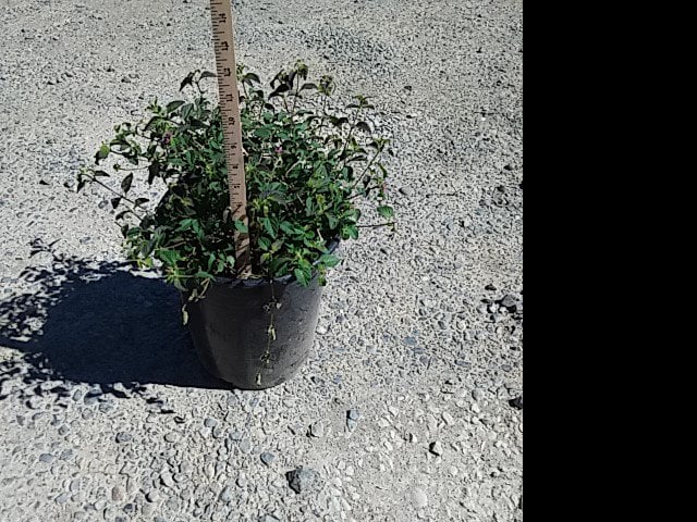 Photo for Lantana 'Monet' (Spreading Sunset Lantana)