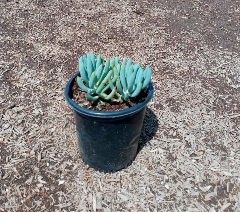 Photo for Senecio mandraliscae 'Blue Chalk Sticks' (Senecio)