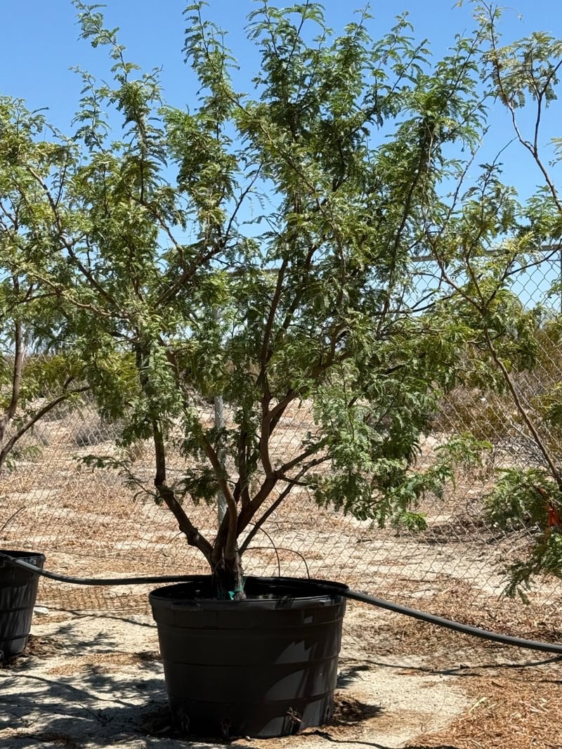 Photo for Prosopis seedless hybrid 'AZT' (AZT Podless Mesquite)