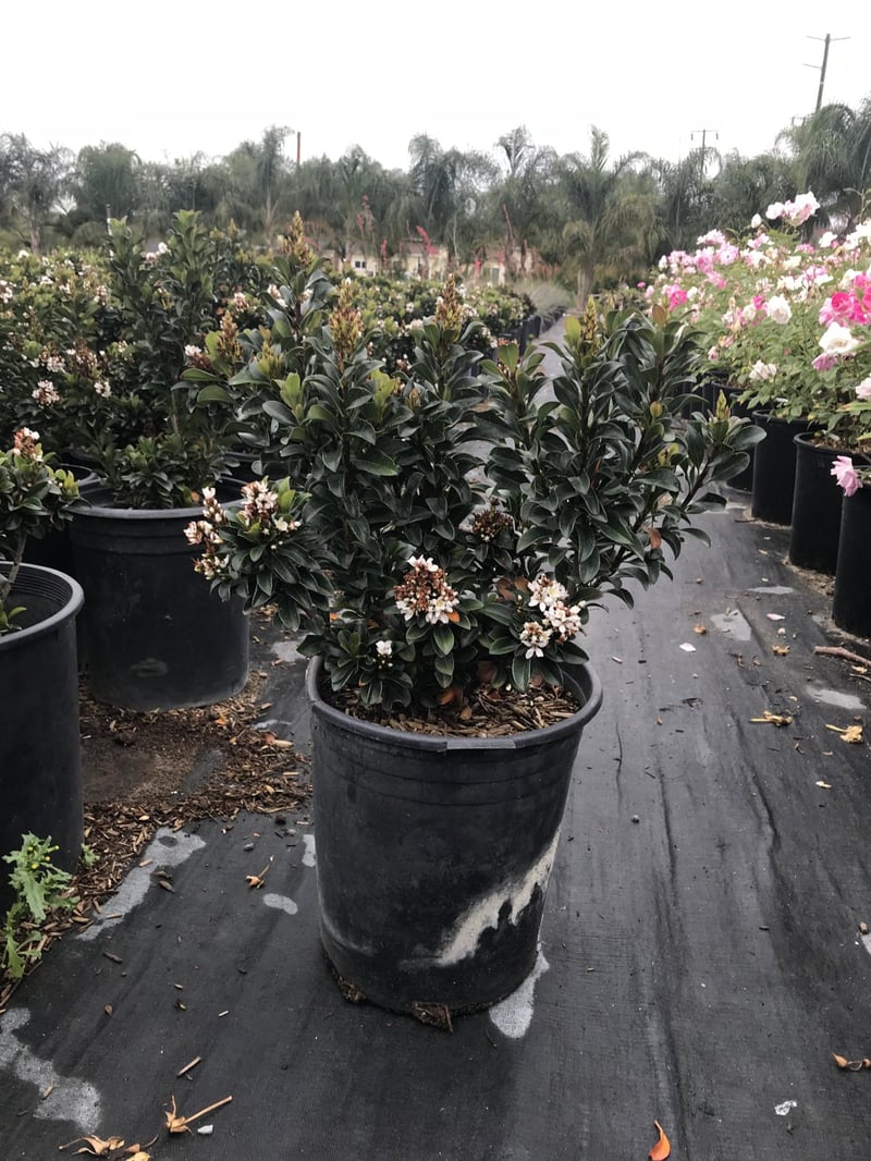 Photo for Rhaphiolepis umbellata 'Minor' (Dwarf Yedda Hawthorn)