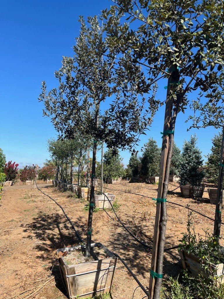 Photo for Quercus ilex (Holly Oak, Holm Oak)