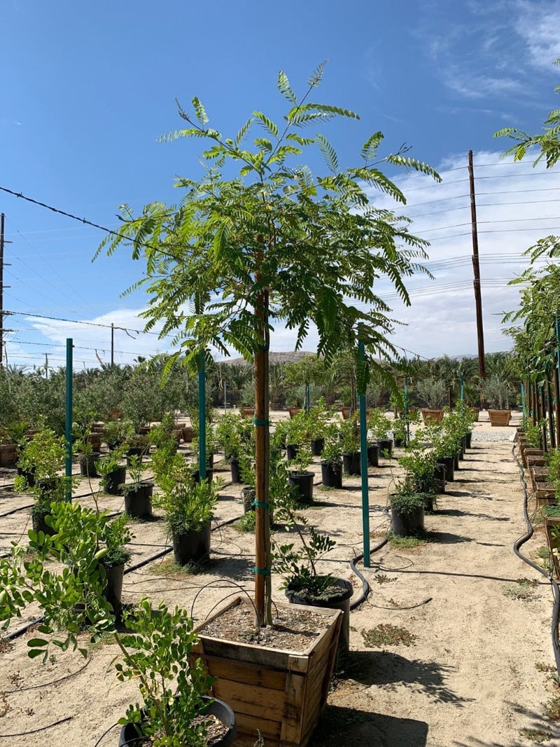Photo for Tipuana tipu (Standard) (Tipu Tree)