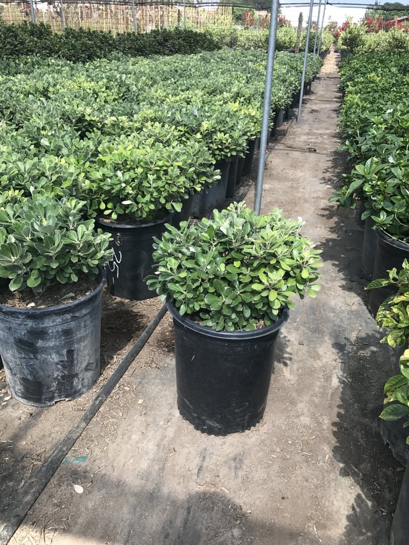 Photo for Pittosporum crassifolium 'Compactum' (Dwarf Karo)