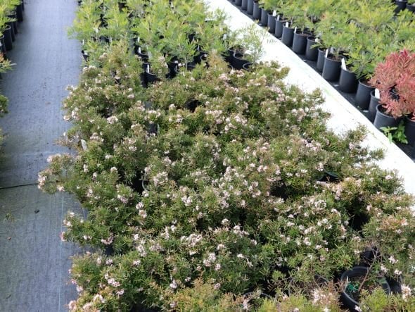 Photo for Grevillea 'Pink Midget' (Pink Midget Grevillea)