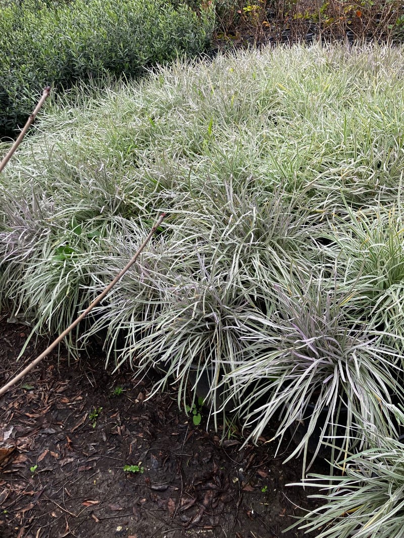 Photo for Tulbaghia violacea 'Variegata' (Society Garlic)
