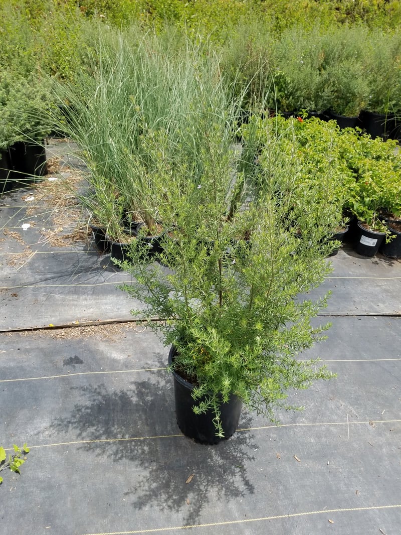 Photo for Westringia 'Wynyabbie Gem' (Wynyabbie Gem Coast Rosemary)