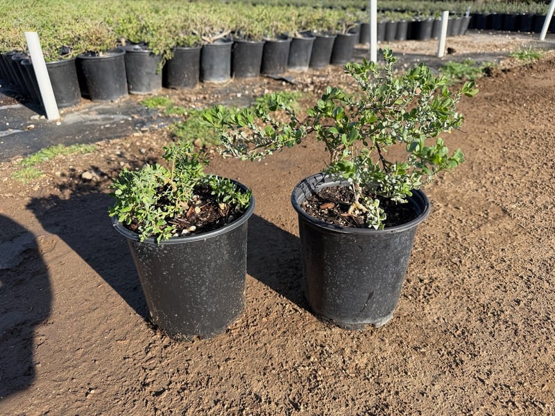 Photo for Baccharis pilularis 'Pigeon Point' (Pigeon Point Dwarf Coyote Brush)