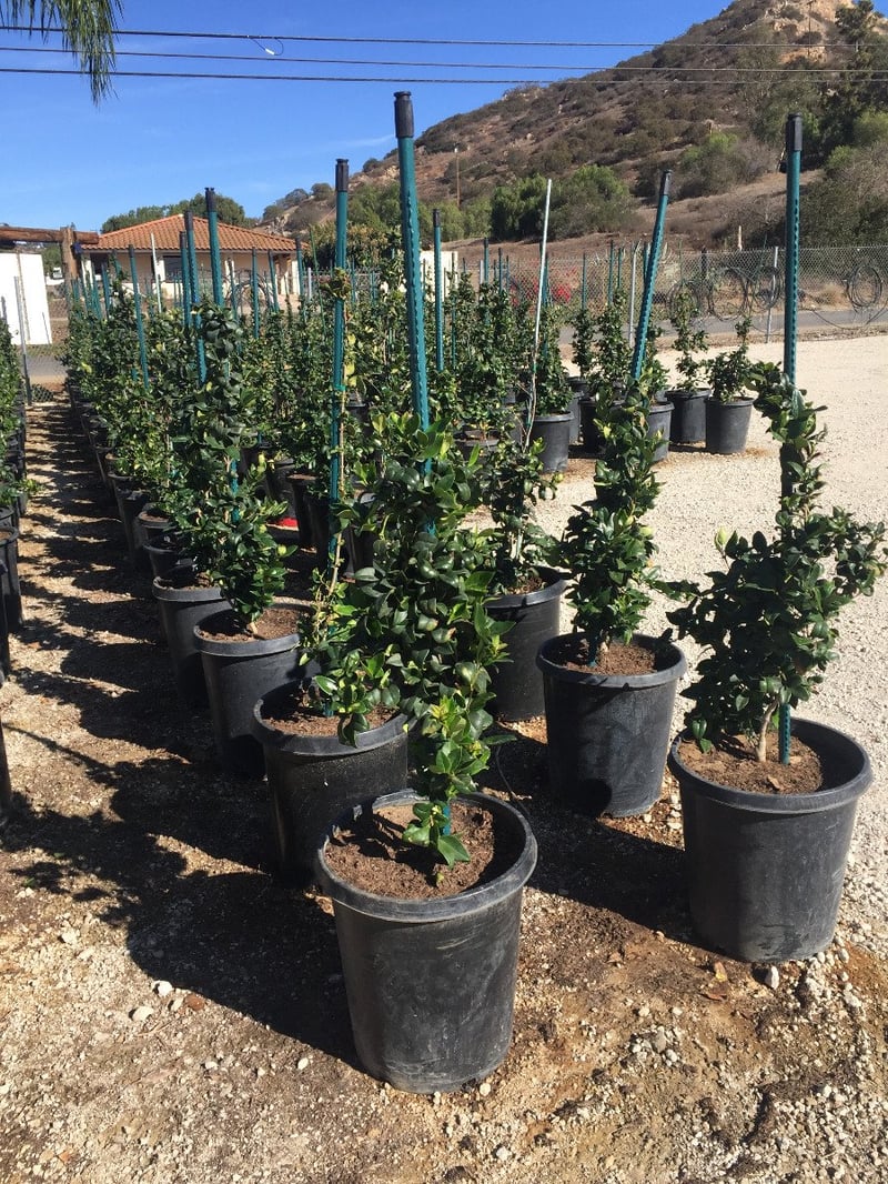 Photo for Ligustrum japonicum 'Texanum' (Cone) (Waxleaf Privet Topiary Cone)