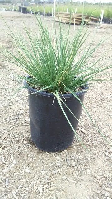 Photo for Festuca mairei (Atlas Fescue)