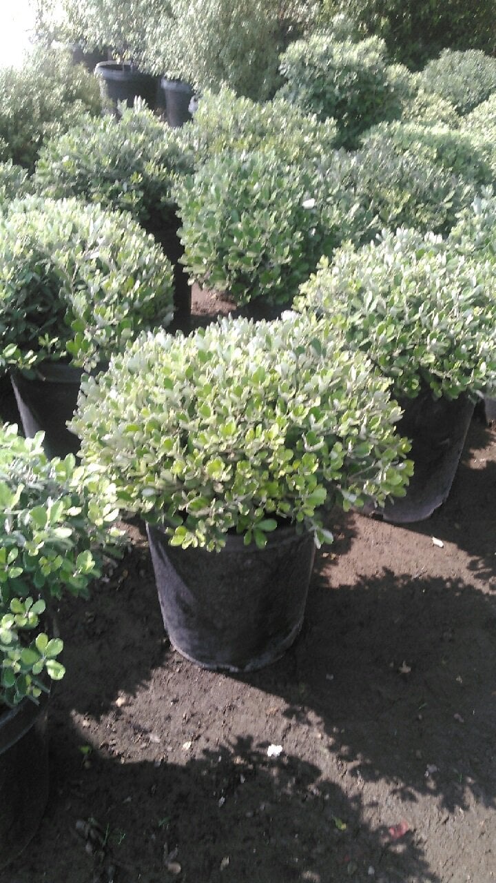 Photo for Pittosporum crassifolium (Karo)