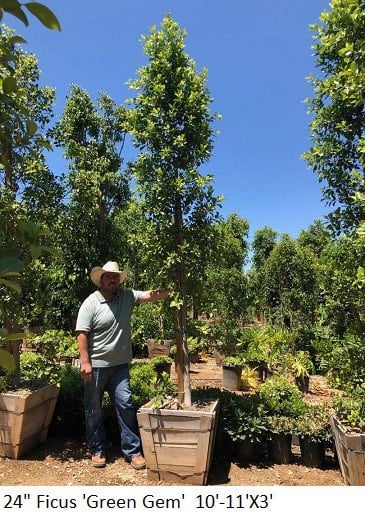 Photo for Ficus microcarpa nitida 'Green Gem' (Column) (Green Gem Fig)