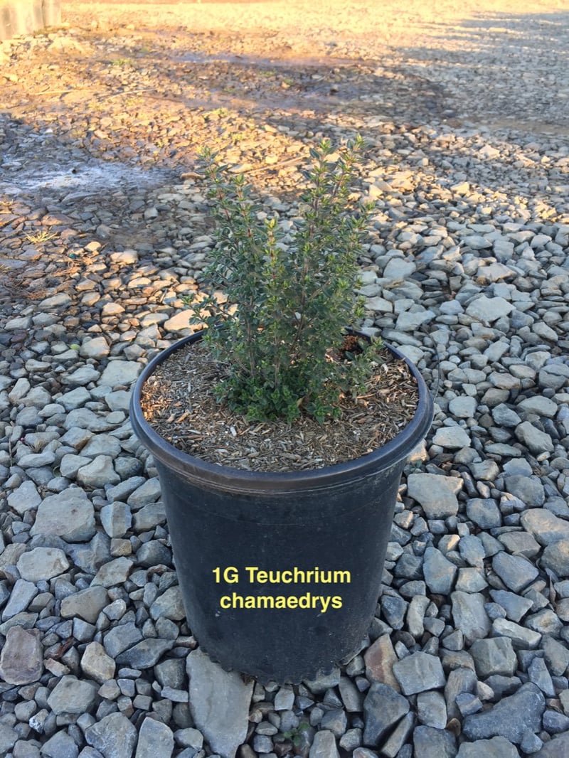 Photo for Teucrium chamaedrys (X lucidrys) 'Prostrata' (Prostrate Germander)