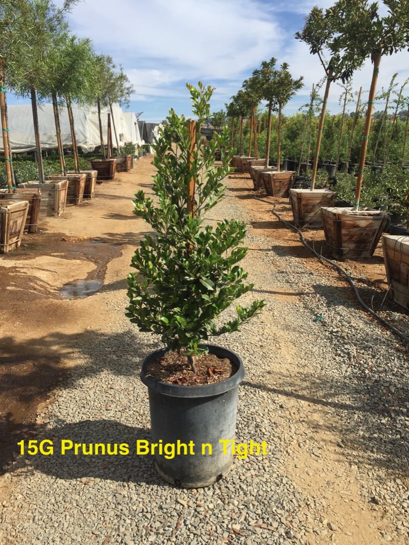 Photo for Prunus caroliniana 'Bright n Tight' ('Compacta') (Bright n Tight ('Compacta') Carolina Laurel)