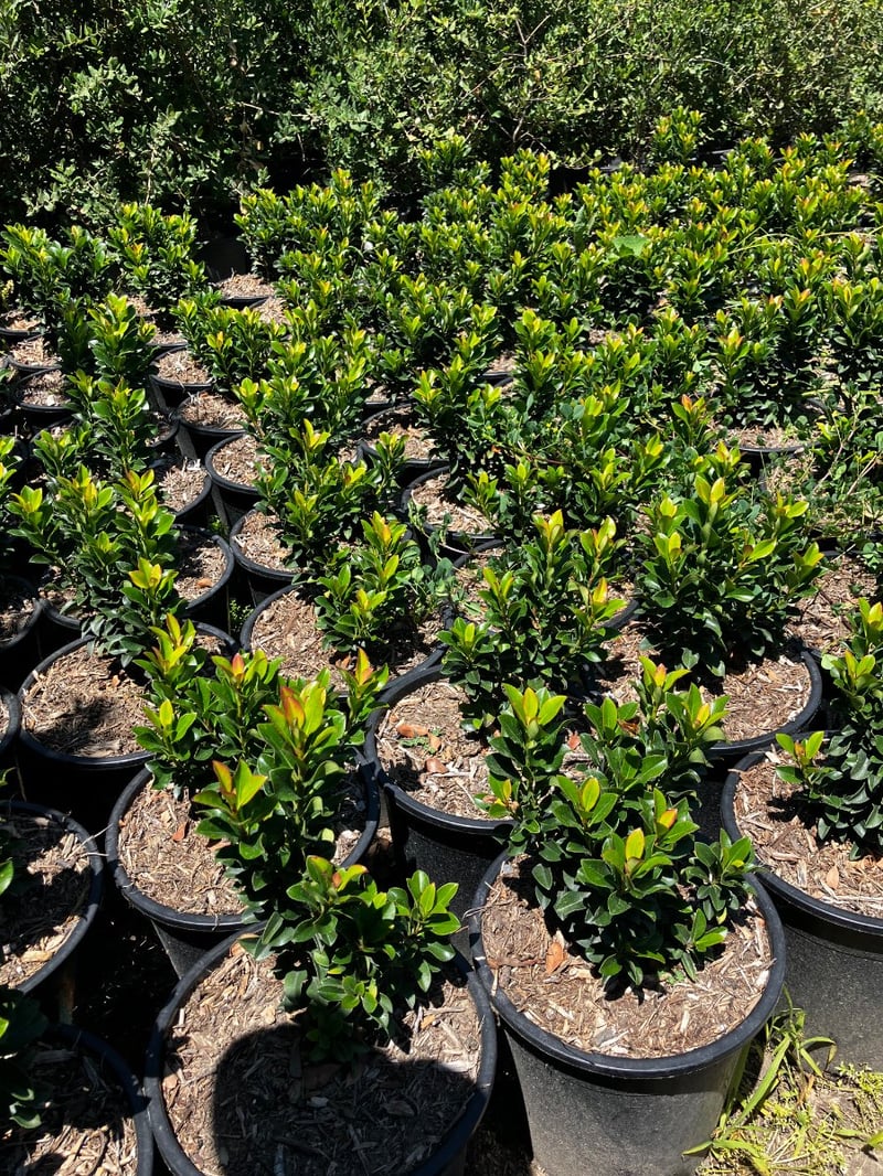 Photo for Rhaphiolepis umbellata 'Minor' (Dwarf Yedda Hawthorn)
