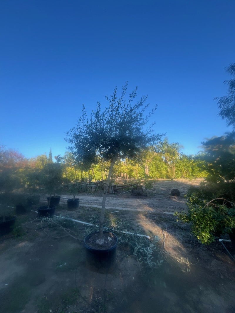 Photo for Olea europaea 'Swan Hill' (Standard) (Swan Hill Fruitless Olive)