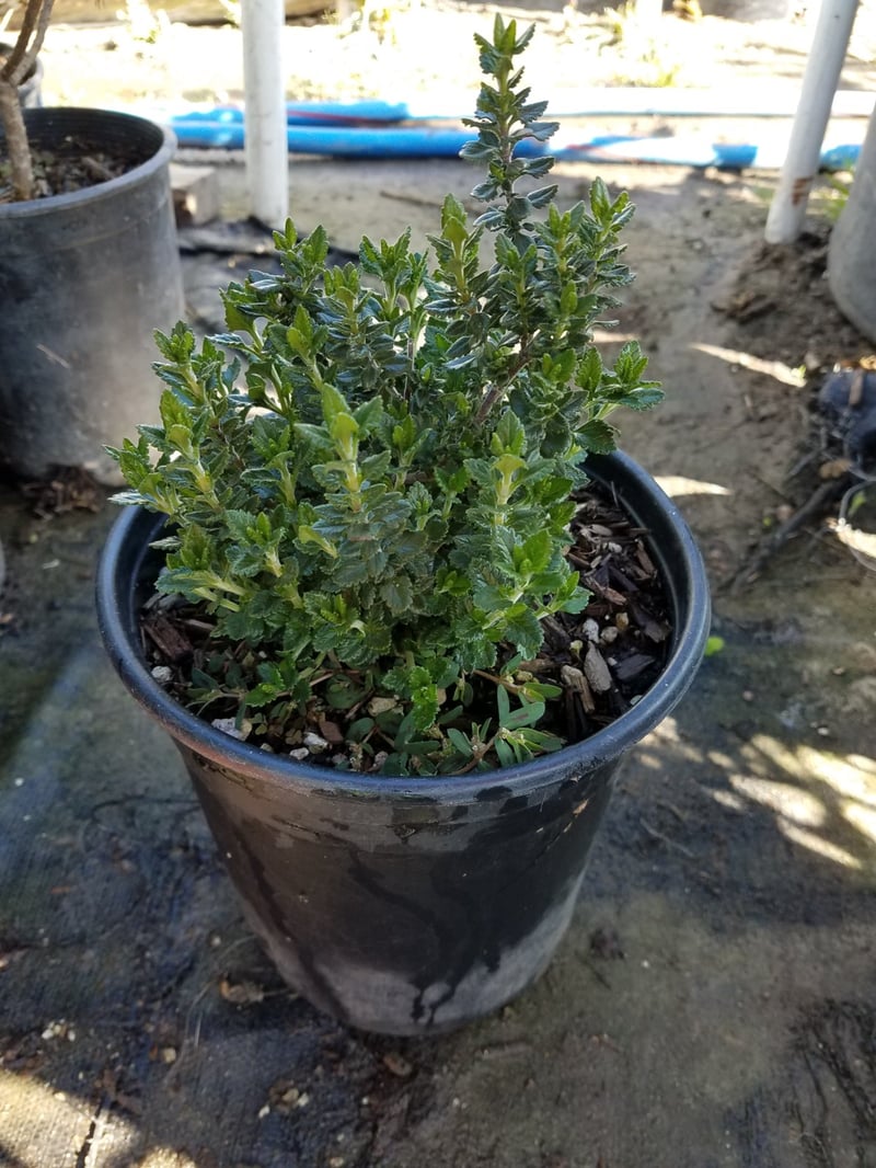 Photo for Teucrium chamaedrys (Wall Germander)