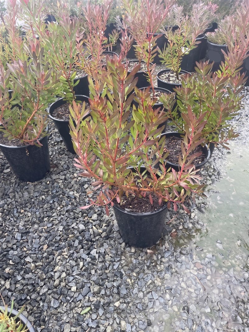 Photo for Leucadendron hybrid ‘Safari Sunset’ (Safari Sunset Conebush)