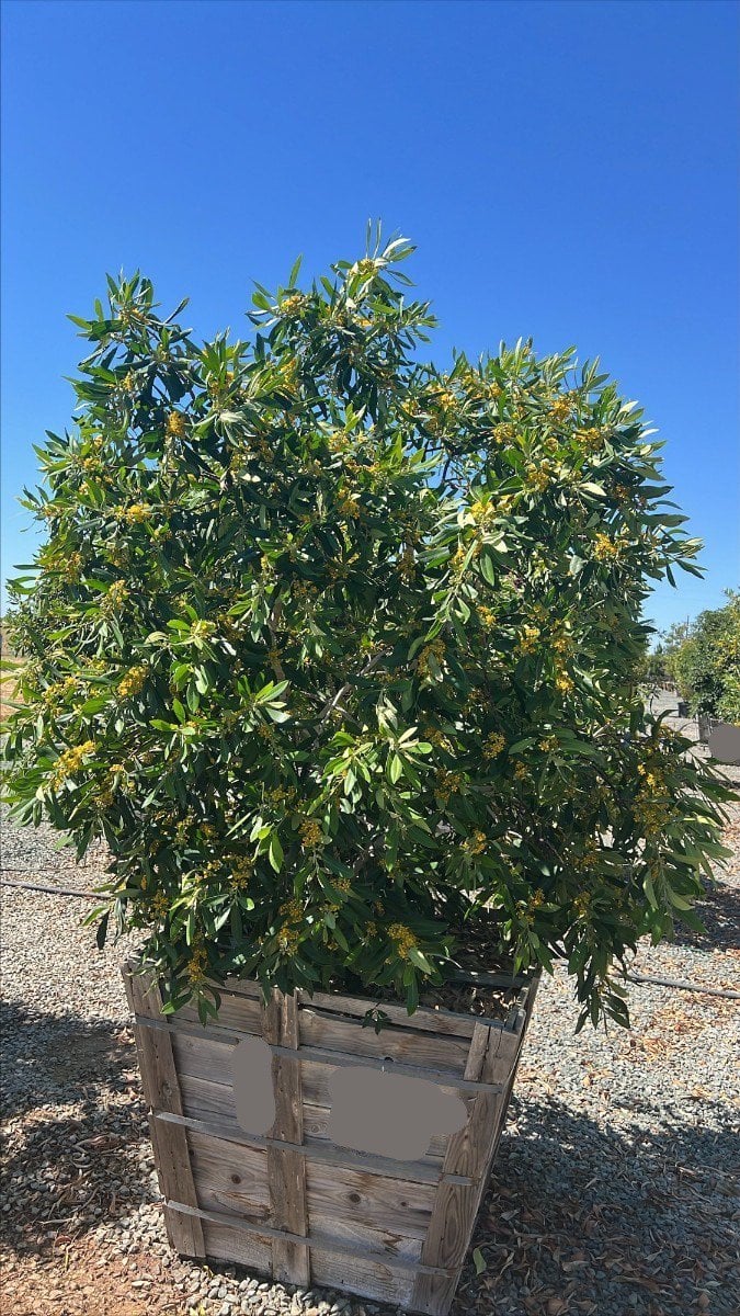 Photo for Tristania laurina (Multi) (Elegant Water Gum)