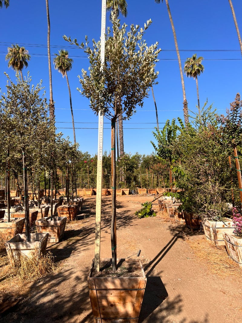 Photo for Quercus ilex (Holly Oak, Holm Oak)