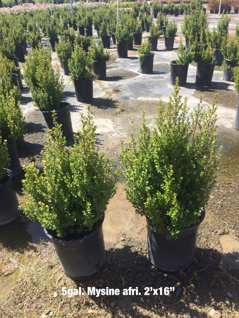 Photo for Myrsine africana (African Boxwood)