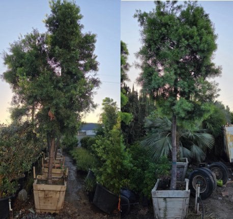 Photo for Podocarpus gracilior (Standard) (Fern Pine)