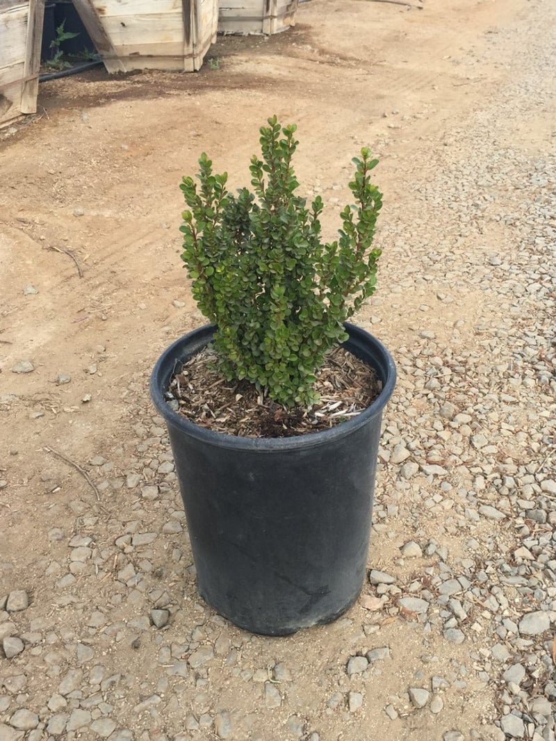 Photo for Myrsine africana (African Boxwood)