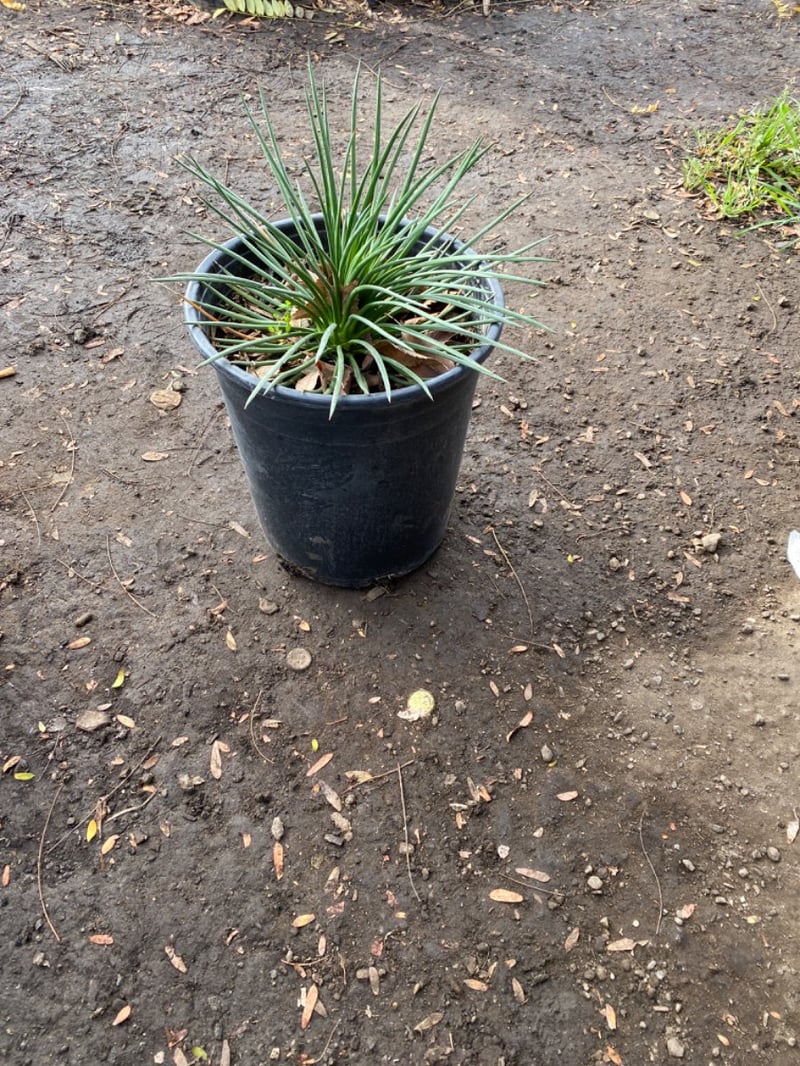 Photo for Agave geminiflora (Twin-flowered Agave)