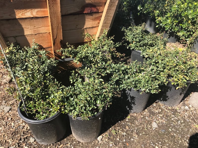 Photo for Pyracantha coccinea 'Lowboy' (Lowboy Pyracantha)