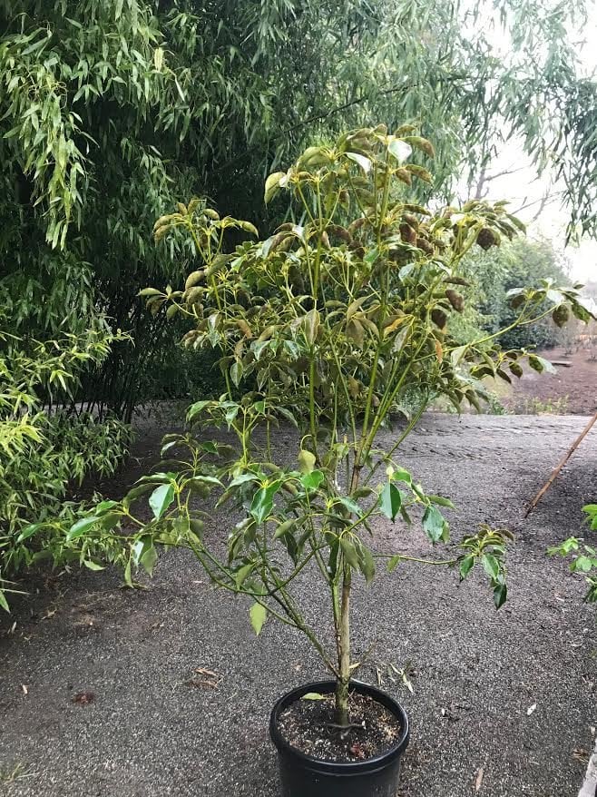 Photo for Trochodendron aralioides (Wheel Tree)