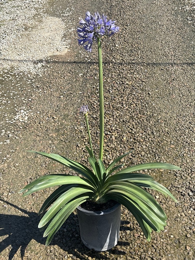 Photo for Agapanthus 'Storm Cloud' (Dark Blue Agapanthus)