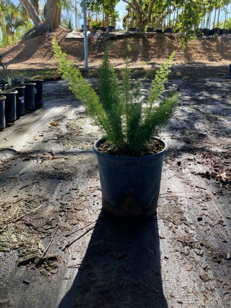 Photo for Asparagus densiflorus 'Myers' (Myers Foxtail Fern)