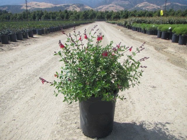 Photo for Salvia greggii 'Furman's Red' (Furman's Red Autumn Sage)