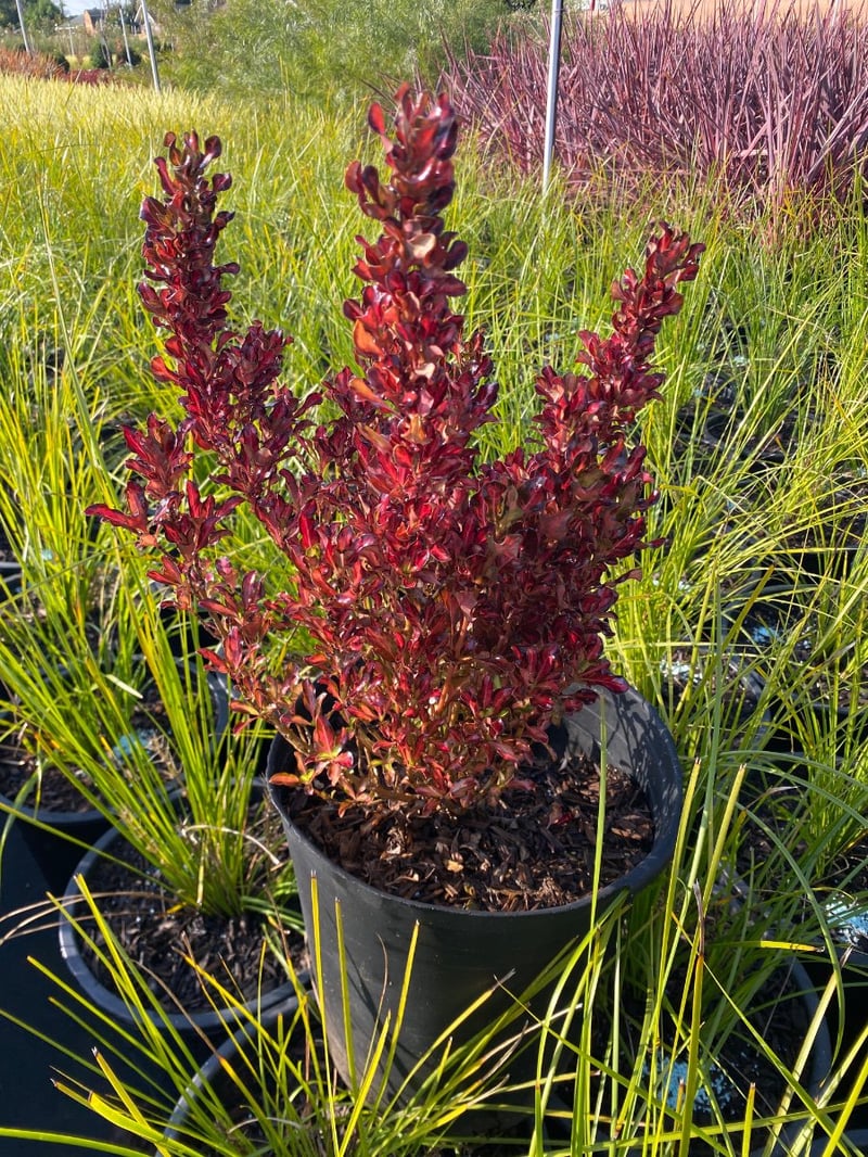 Photo for Coprosma repens ‘Pacific Sunset’ (Pacific Sunset Mirror Plant)