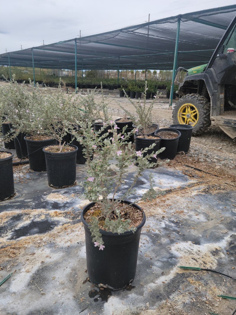 Photo for Leucophyllum frutescens ‘Compacta’ (Compact Texas Ranger)