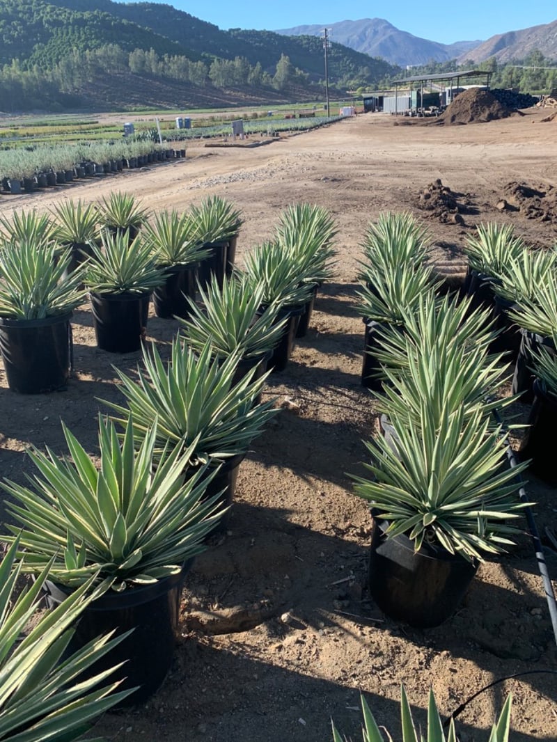 Photo for Agave angustifolia (Caribbean Agave)