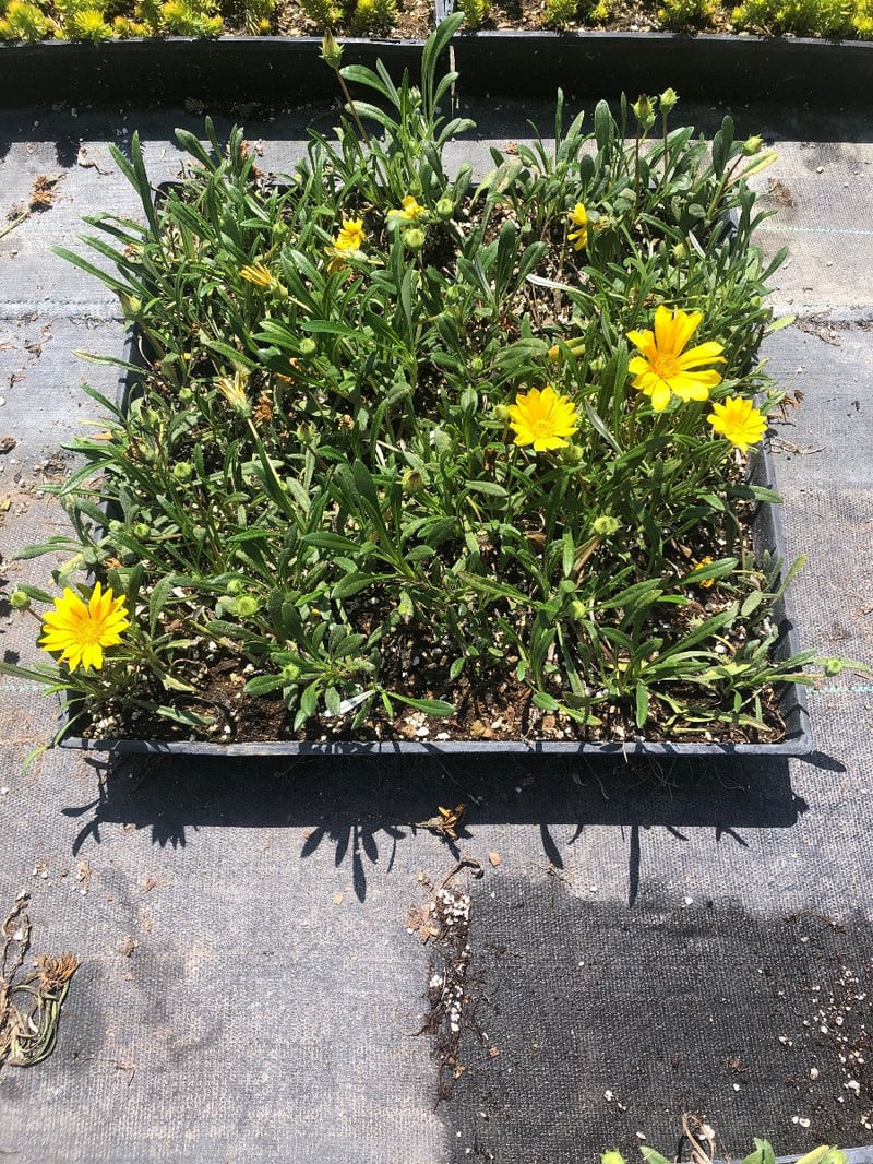 Photo for Gazania 'Yellow' (Yellow Gazania)