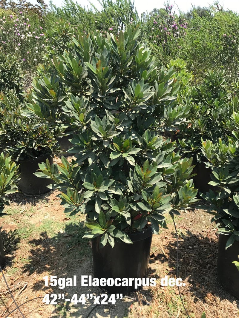Photo for Elaeocarpus decipiens (Japanese Blueberry Tree)