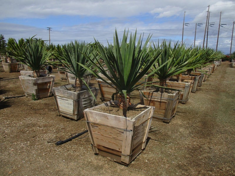Photo for Dracaena draco (Dragon Tree)