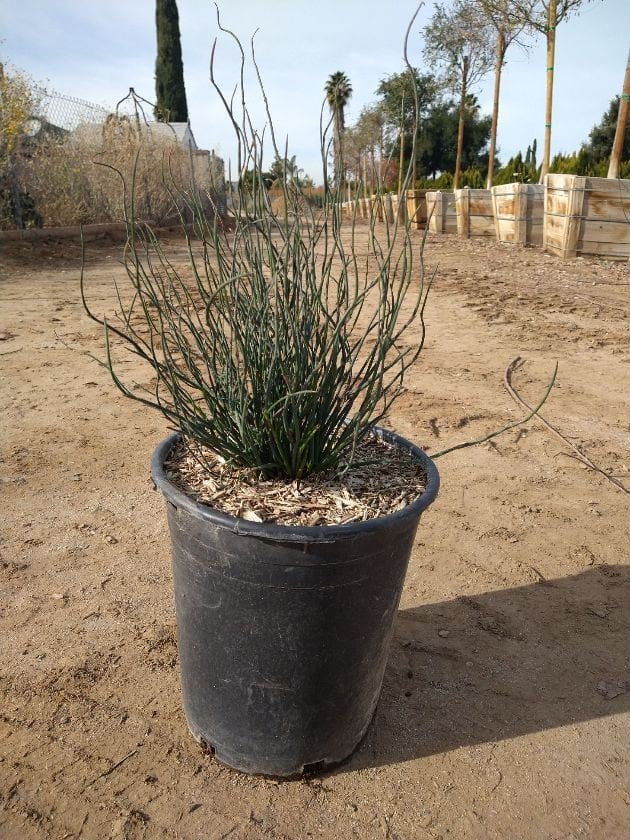 Photo for Chondropetalum tectorum 'El Campo' (El Campo Small Cape Rush)